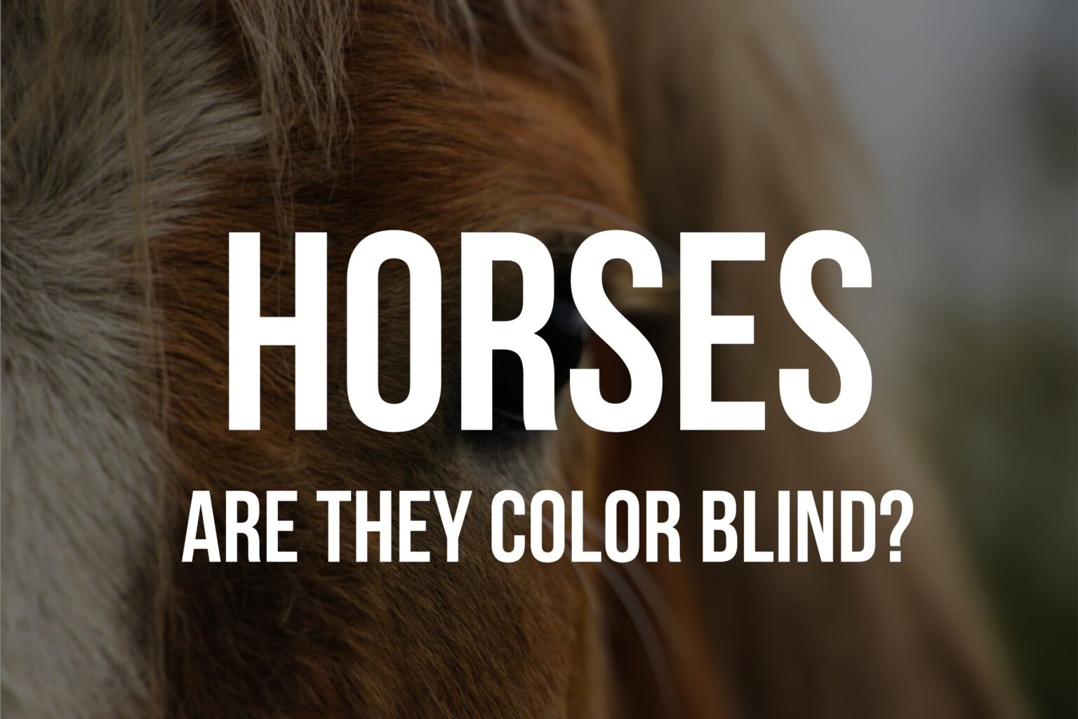 Are Horses Color Blind?